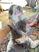 Ckc cavapoo Candy, a female Cavapoo for sale in Emmett, ID – 4 of 5
