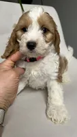 CKC Cavapoo Amy , a female Cavapoo for sale in Emmett, ID – 2 of 8