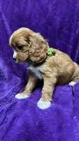 Rosie, a female Cavalier King Charles Spaniel and Poodle - Miniature  for sale in Emmett, ID – 5 of 6