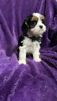 Lucky , a male Cavalier King Charles Spaniel and Poodle - Miniature  for sale in Emmett, ID – 2 of 4