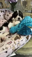 CKC Gorgeous Henry Cavapoo F1, a male Cavapoo for sale in Emmett, ID – 2 of 6