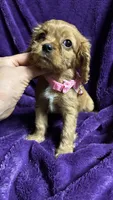 Ruby, a female Cavalier King Charles Spaniel and Poodle - Miniature  for sale in Emmett, ID – 6 of 6