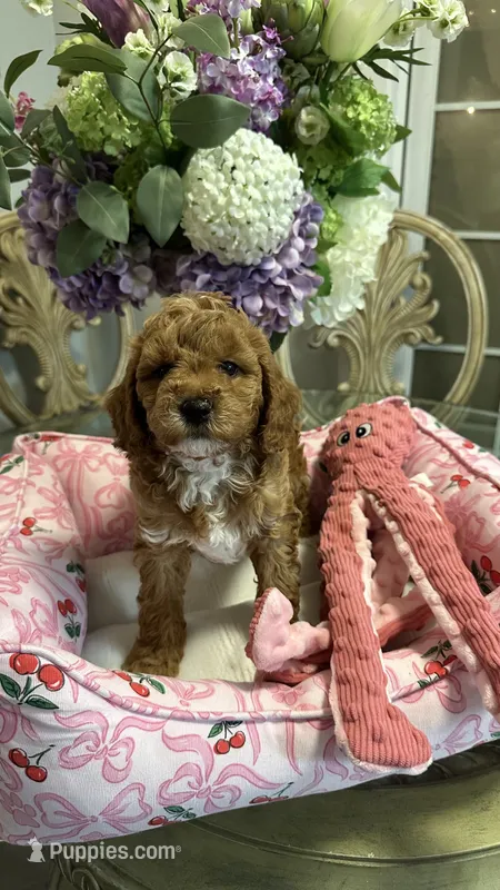 Daisy – Goldendoodle puppy for sale in Emmett, ID