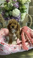 Daisy, a female Goldendoodle for sale in Emmett, ID – 1 of 5