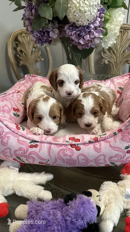 CKC Cavapoo Amy  – Cavapoo puppy for sale in Emmett, ID