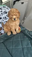 Jake, a male Goldendoodle for sale in Emmett, ID – 1 of 4