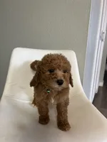 Mini Goldendoodle Ken, a male Goldendoodle for sale in Emmett, ID – Photo 3 of 3