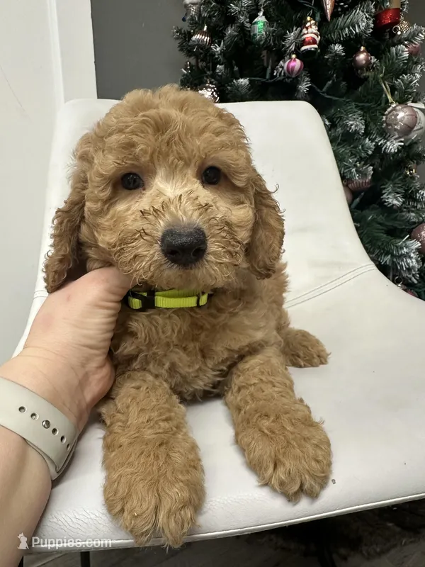 Mini Goldendoodle Ken