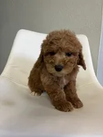 Mini Goldendoodle Ken, a male Goldendoodle for sale in Emmett, ID – Photo 1 of 3