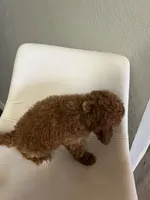 Mini Goldendoodle Ken, a male Goldendoodle for sale in Emmett, ID – Photo 2 of 3