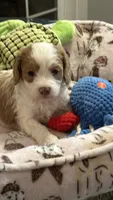 CKC Cavapoo Alex, a male Cavapoo for sale in Emmett, ID – 2 of 5