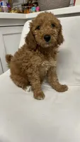 Nala, a female Goldendoodle for sale in Emmett, ID – 5 of 5