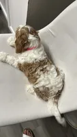 CKC Cavapoo Amy , a female Cavapoo for sale in Emmett, ID – 6 of 8