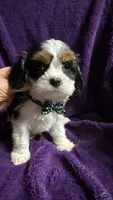 Lucky , a male Cavalier King Charles Spaniel and Poodle - Miniature  for sale in Emmett, ID – 3 of 4