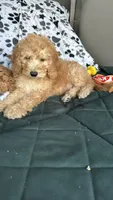 Jake, a male Goldendoodle for sale in Emmett, ID – 4 of 4