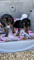 Nash, a male Cavalier King Charles Spaniel and Yorkshire Terrier for sale in Emmett, ID – 2 of 2