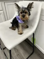 Nonna, a female Yorkshire Terrier for sale in Emmett, ID – 4 of 5