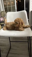 Ckc Cavapoo Denny, a male Cavapoo for sale in Emmett, ID – 4 of 5