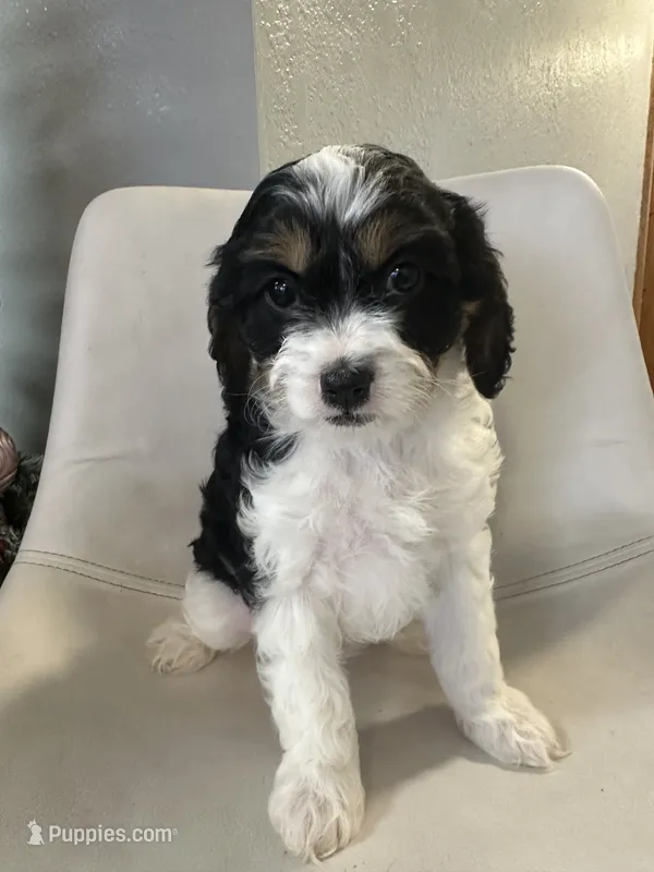 Ckc Cavapoo Princess