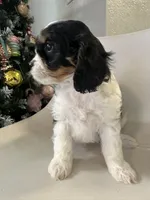 processed/e88b9cfc-e096-4655-9e80-16a772add41b/listing/442bf414-b020-4427-a338-8ef92c5202bc/7b512739-55ee-46cb-825b-5ea21aa50efb