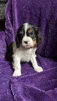 Jackson , a male Cavalier King Charles Spaniel and Poodle - Miniature  for sale in Emmett, ID – 2 of 5