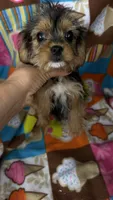Max, a male Cavalier King Charles Spaniel and Yorkshire Terrier for sale in Emmett, ID – 5 of 6