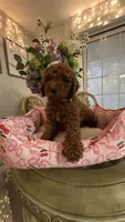Kevin mini Goldendoodle F1b , a male Goldendoodle for sale in Emmett, ID – 5 of 6