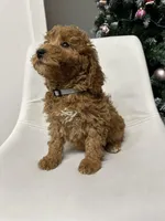 Mini Goldendoodle Jake, a male Goldendoodle for sale in Emmett, ID – Photo 4 of 5