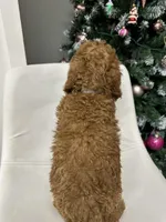 Mini Goldendoodle Jake, a male Goldendoodle for sale in Emmett, ID – Photo 2 of 5