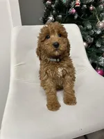 Mini Goldendoodle Jake, a male Goldendoodle for sale in Emmett, ID – Photo 1 of 5