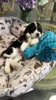 CKC Gorgeous Henry Cavapoo F1, a male Cavapoo for sale in Emmett, ID – 4 of 6