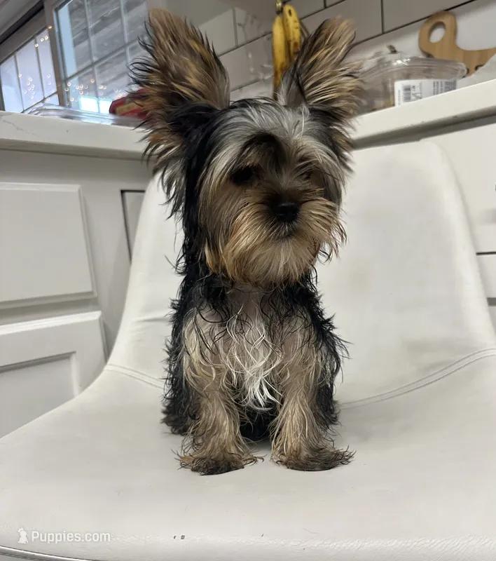 Akc Yorkie Nikki – Yorkshire Terrier puppy for sale in Emmett, ID