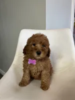 Mini Goldendoodle Amy, a female Goldendoodle for sale in Emmett, ID – Photo 1 of 3