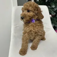 Mini Goldendoodle Amy, a female Goldendoodle for sale in Emmett, ID – Photo 5 of 5