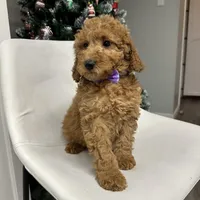 Mini Goldendoodle Amy, a female Goldendoodle for sale in Emmett, ID – Photo 4 of 5