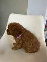 Mini Goldendoodle Amy, a female Goldendoodle for sale in Emmett, ID – Photo 2 of 3