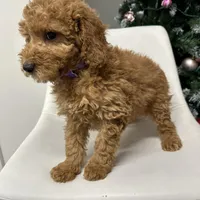 Mini Goldendoodle Amy, a female Goldendoodle for sale in Emmett, ID – Photo 3 of 5