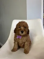 Mini Goldendoodle Amy, a female Goldendoodle for sale in Emmett, ID – Photo 3 of 3