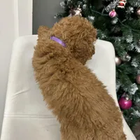 Mini Goldendoodle Amy, a female Goldendoodle for sale in Emmett, ID – Photo 2 of 5