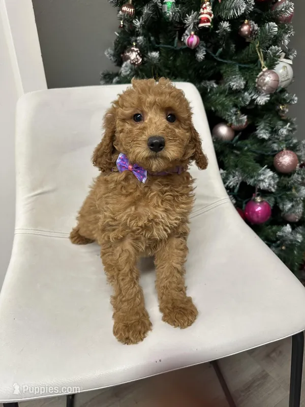 Mini Goldendoodle Amy
