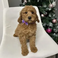 Mini Goldendoodle Amy, a female Goldendoodle for sale in Emmett, ID – Photo 1 of 5