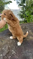 Kevin, a male Goldendoodle for sale in Emmett, ID – 2 of 3