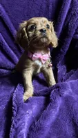 Ruby, a female Cavalier King Charles Spaniel and Poodle - Miniature  for sale in Emmett, ID – 5 of 6