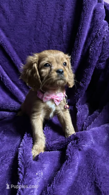 Ruby – Cavalier King Charles Spaniel, Poodle - Miniature  puppy for sale in Emmett, ID