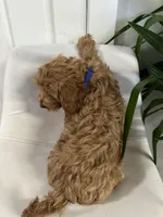 Ckc cavapoo Josh, a male Cavapoo for sale in Emmett, ID – Photo 2 of 5