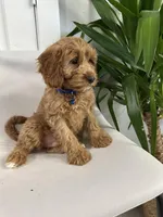 Ckc cavapoo Josh, a male Cavapoo for sale in Emmett, ID – Photo 4 of 5