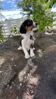 Chloe, a female Cavalier King Charles Spaniel and Yorkshire Terrier for sale in Emmett, ID – 3 of 4