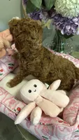 Diva, a female Goldendoodle for sale in Emmett, ID – 2 of 4