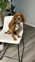 CKC cavapoo Georgie, a male Cavapoo for sale in Emmett, ID – 2 of 5