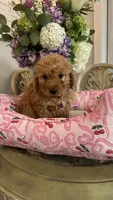 Nancy mini Goldendoodle F1b, a female Goldendoodle for sale in Emmett, ID – 2 of 5